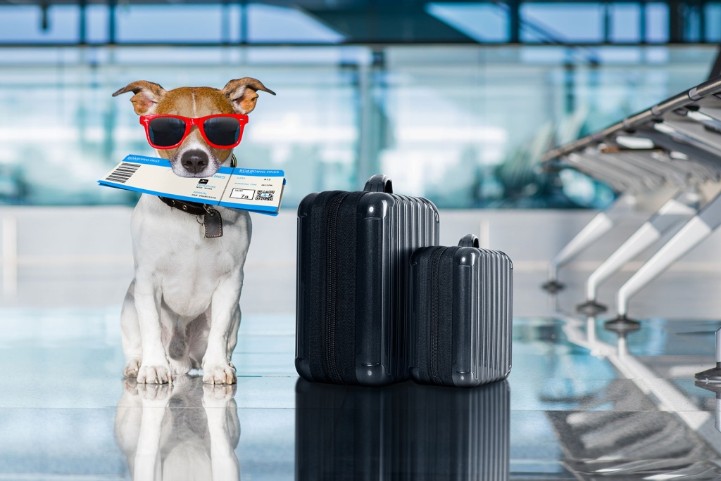 dog-ready-to-travel.jpg